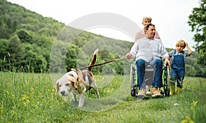 Small children with senior grandparents and dog on a walk on meadow in nature.