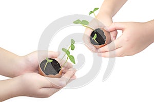 Small childrens hands holds a blossoming cucumber seedling. Child hands holding a sprout in egg with soil isolated on white backgr