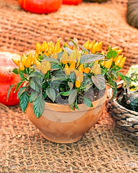 Small chili peppers in a clay pot. Yellow orange jalapeno peppers vertical still life. Harvest Festival