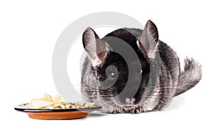 Small chinchilla eating from a saucer