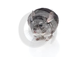 Small chinchilla isolated