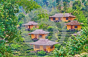 The small Chinese houses amid the tea shrubs, Ban Rak Thai tea village, Thailand