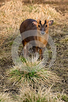 Small Chinese muntjaki in a zoo, an animal with small horns.