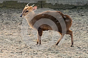 Small Chinese muntjaki in a zoo, an animal with small horns.