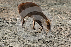 Small Chinese muntjaki in a zoo, an animal with small horns.