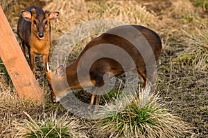 Small Chinese muntjaki in a zoo, an animal with small horns.