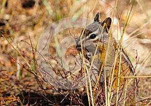 A Small Chipmunk Enjoying an Afternoon Snack