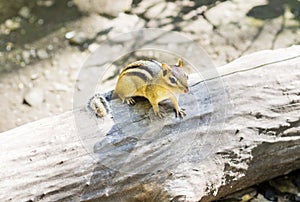 Small chipmunk perched on large log looking up