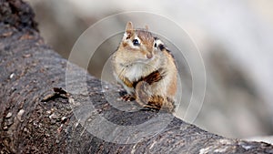 A small chipmunk sits on a tree