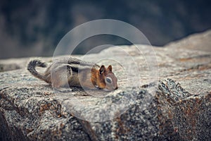 Small Chipmunk at the Top of the World on the Mountains of the Beartooth Highway, Beartooth Pass, Wyoming