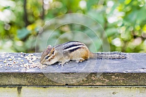 Small chipmunk on wooden ledge eating autumn seeds