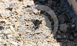 A small Chisos Banded Skipper Thorybes cincta butterfly sitting calmly on the ground