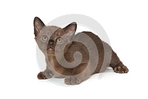Small chocolate-colored European burmese kitten