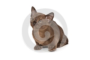 Small chocolate-colored European burmese kitten