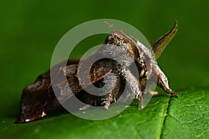 The small chocolate tip moth Clostera pigra