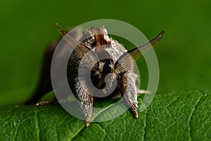 The small chocolate tip moth Clostera pigra