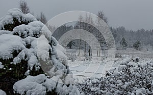 Small christmas cowered white snow