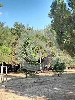 A small Christmas tree was born in the forest.