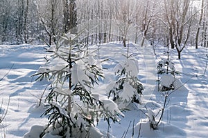 Small Christmas trees covered with snow in the winter forest.