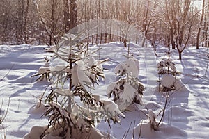 Small Christmas trees covered with snow in the winter forest. Winter landscape.