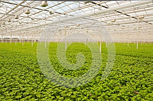Small Chrysanthemum plants in a greenhouse