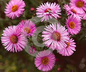 Small chrysanthemums