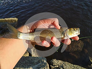 A small chub fish caught by a fisherman