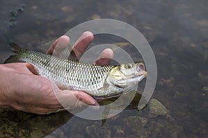 Small chub fish in hand. Releasing fish back in water