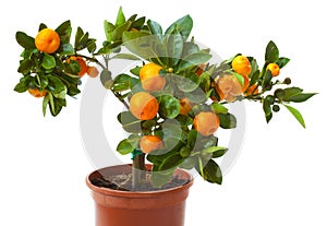 Small citrus tree in the pot