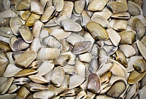 Small clams coquinas typical of Sanlucar de Barrameda.