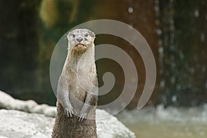 Small claw otter