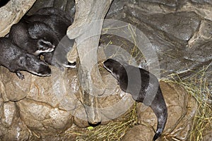 Small-clawed otter being harassed by the other otters after chasing a female around