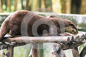 Nutria acostada sobre el acceso 