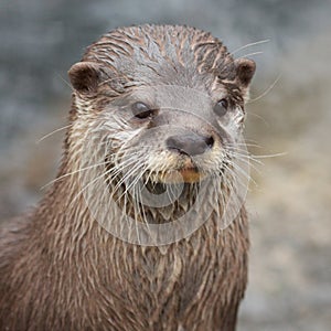 Small-clawed Otter portrait