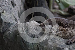 small clawed otter resting on rock