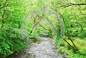 Small Clean River and green trees