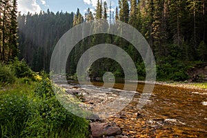 Small mountain river in the forest