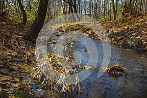 Small clear water stream in the autumn forest