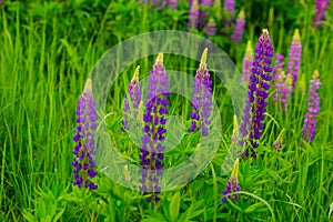 A small clearing of blooming wild purple lupins. plants in june rarely planted