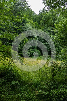 A small clearing and a spruce in the forest