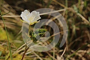 Small cloudberry (Rubus chamaemorus) plant with blossom