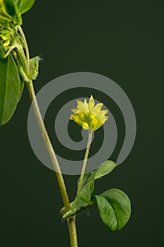 Trifolium dubium is a small clover photo