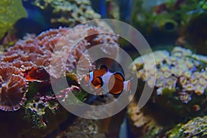 Small Clown fish swimming between two rocks in the background