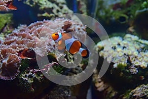 Piccolo nuoto su diverso coralli 