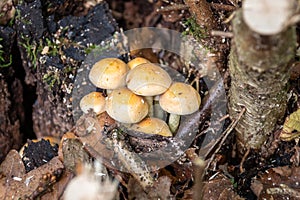 sulphur tuft toadstool clump