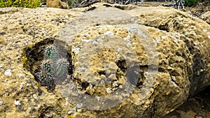 Small cluster of hedgehog cactus Echinocereus engelmannii growing inside a hole in a boulder