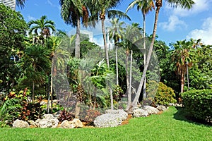 A small cluster of Palm trees in Bayfront park