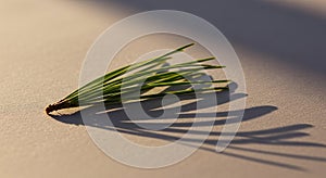 A small cluster of pine needles