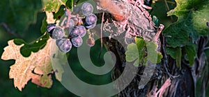 Small Cluster of Purple Grapes in a Vineyard in Loudon County, Virginia