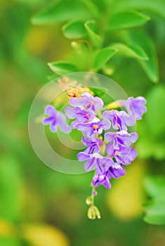 Malé zhluk z purpurová ultrafialový farebný kvety 